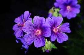&quot;Online Flower Delivery Boston
